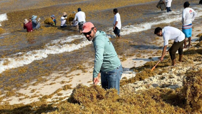 Intensifica recolección de sargazo gobierno de BJ ante recale masivo en Playa Delfines