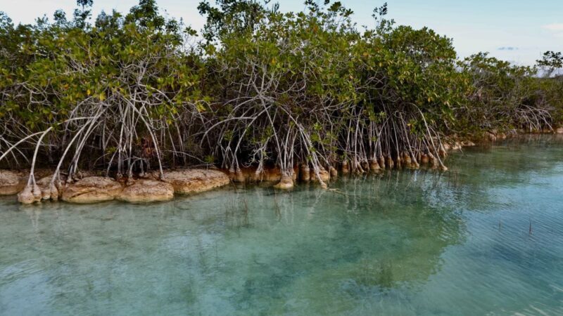 Quintana Roo elegido por la ONU como sede nacional para celebrar el Día Mundial del Medio Ambiente