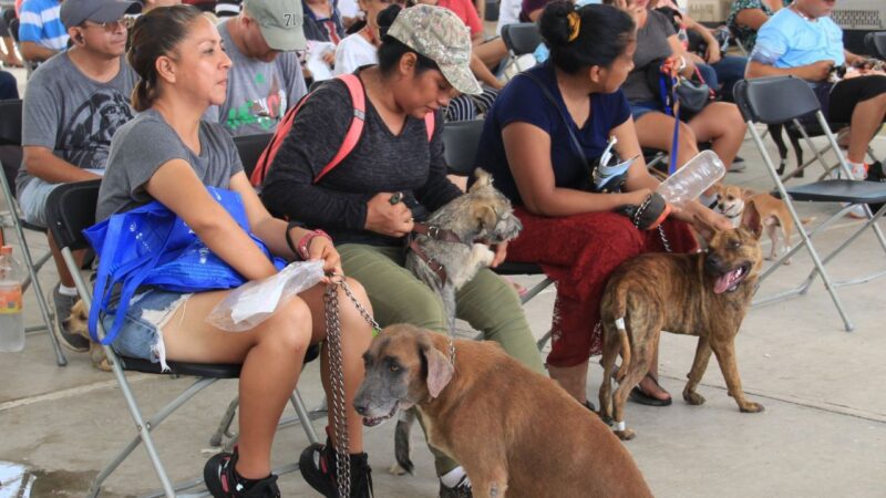 Realiza gobierno de BJ campaña gratuita de esterilización canina y felina