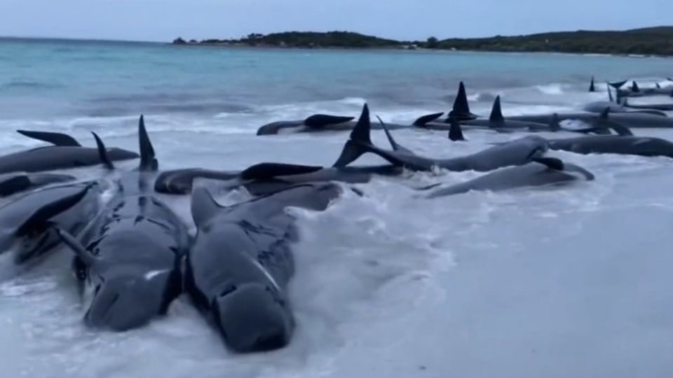 (VIDEOS) Mueren 51 ballenas piloto en una playa de Australia