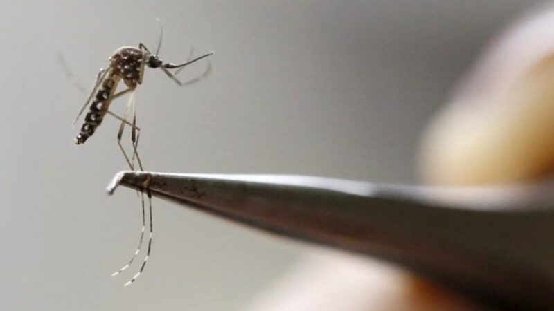 Dengue, al alza; prende alertas a nivel global