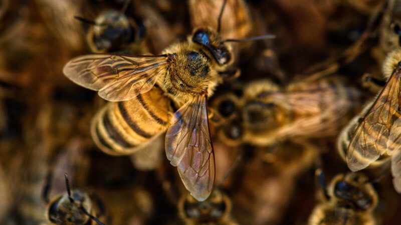 Hallan cientos de abejas momificadas de hace tres mil años en Portugal