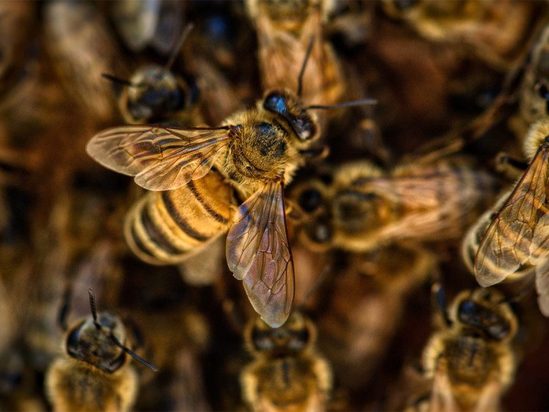 Hallan cientos de abejas momificadas de hace tres mil años en Portugal