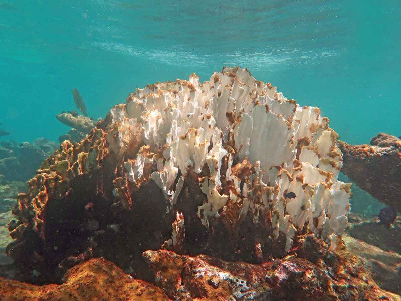 Calentamiento global: arrecifes de coral, en riesgo