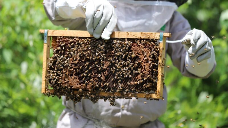 Imparten curso a apicultores de Leona Vicario sobre la producción de miel de la abeja Melipón