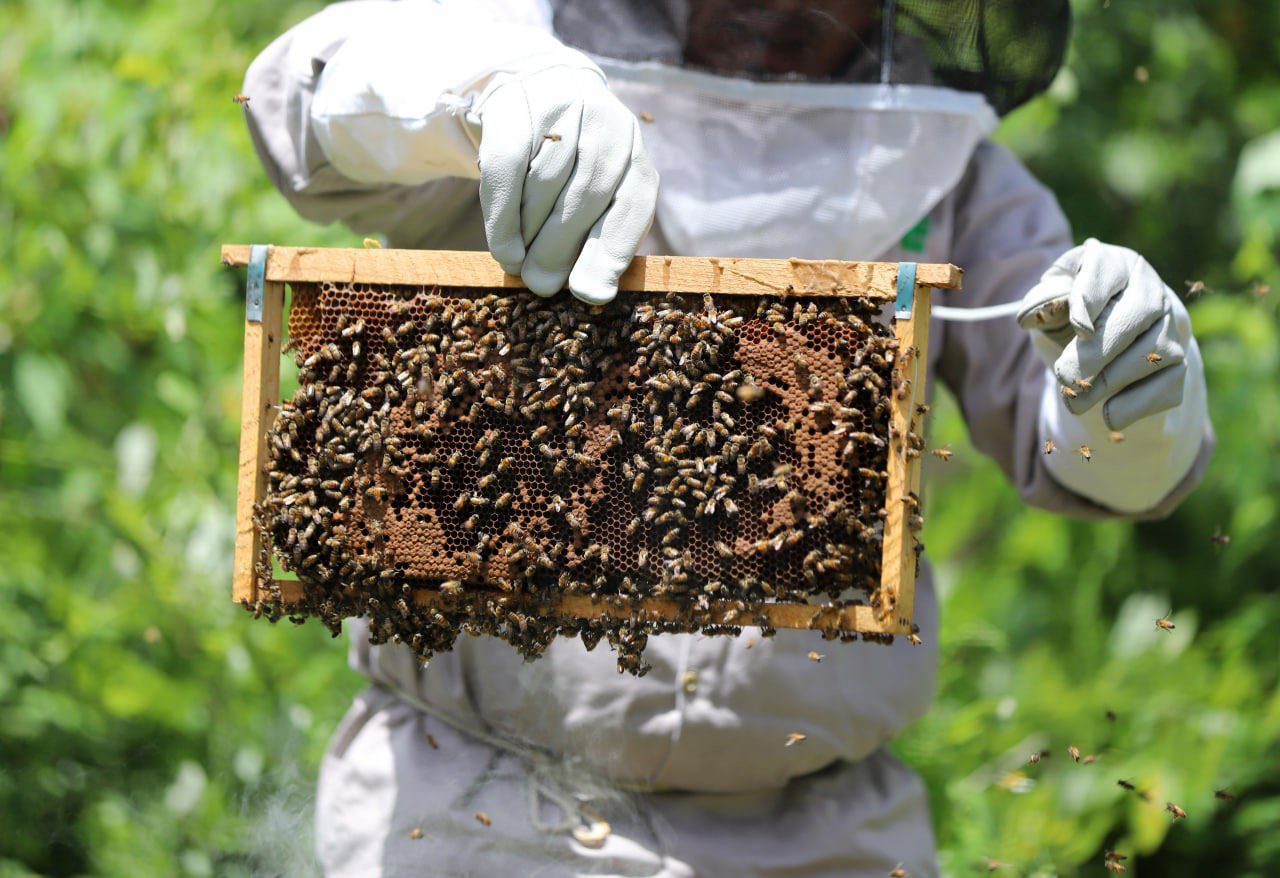 Imparten curso a apicultores de Leona Vicario sobre la producción de miel de la abeja Melipón