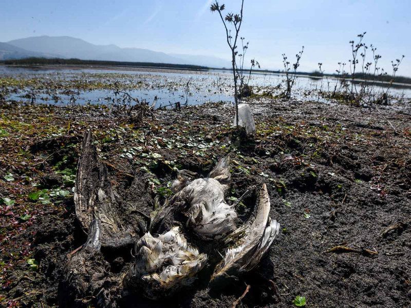 Partido Verde señala necesidad de elevar castigos a quien dañe áreas naturales protegidas