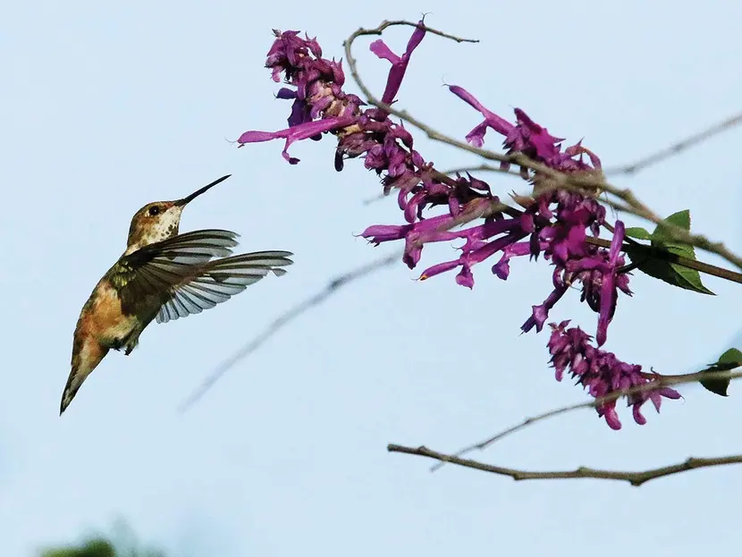 Brujería amaga con desaparecer a colibríes; los venden como amuleto para el amor