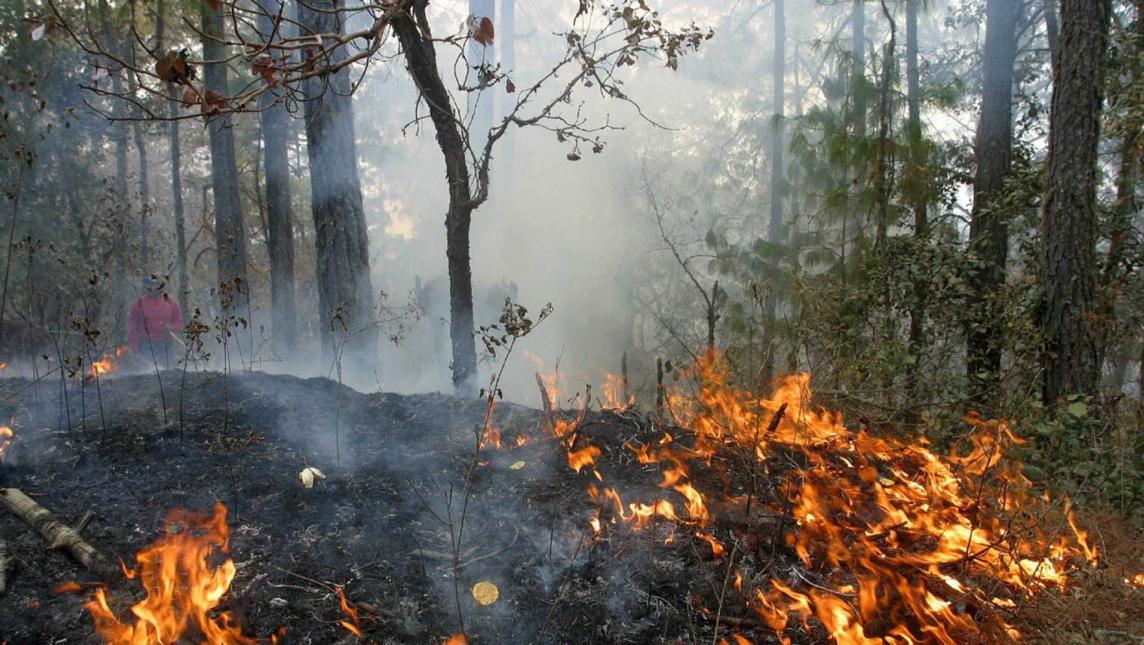 ALERTAN: Temporada crítica de incendios forestales en Quintana Roo