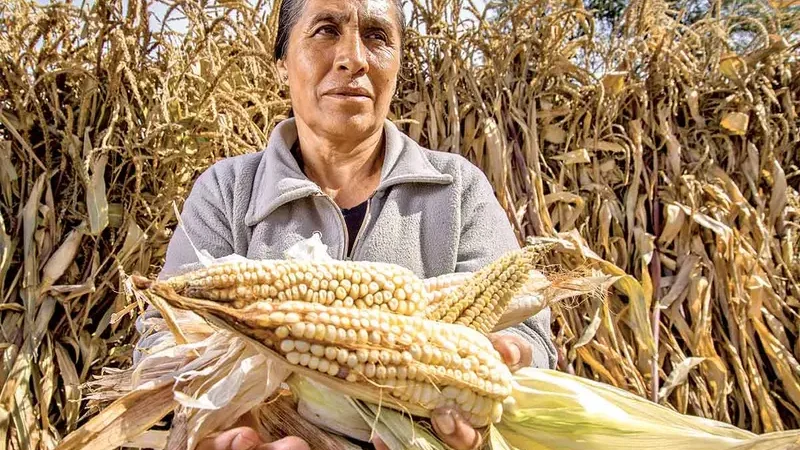 Prenden focos rojos en producción alimentaria; cuestionan datos oficiales