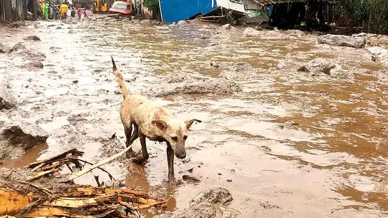 Lluvias suman en tres estados siete muertos; van 2 mil 500 viviendas afectadas en Veracruz