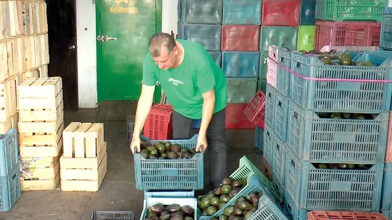 Extienden extorsión a aguacateros; se encarece el precio en 133%