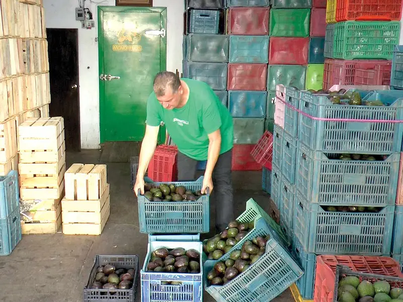 Extienden extorsión a aguacateros; se encarece el precio en 133%