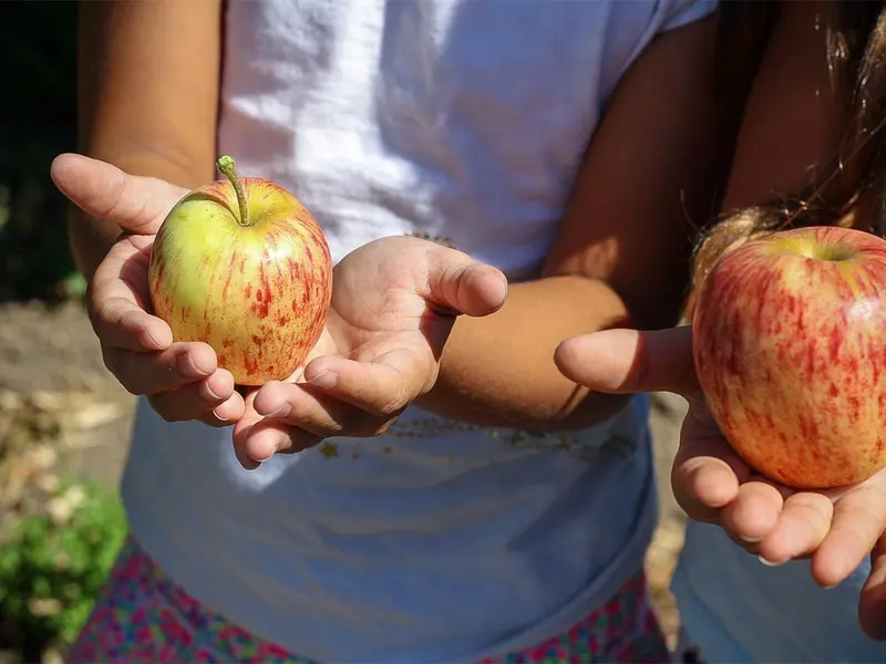 Niños deben consumir al menos 10 gramos de frutas y verduras al día