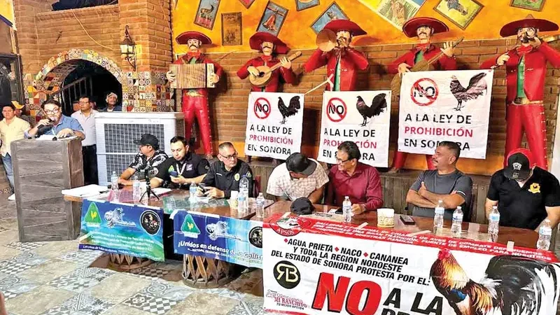 Defienden las peleas de gallos en Sonora; luchan contra leyes de protección animal