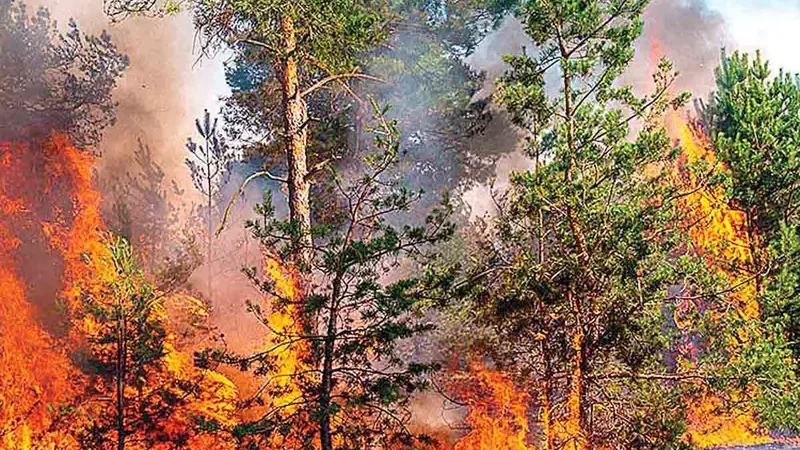 Los incendios marcan récord en devastación; sequía, calor… los intensificaron