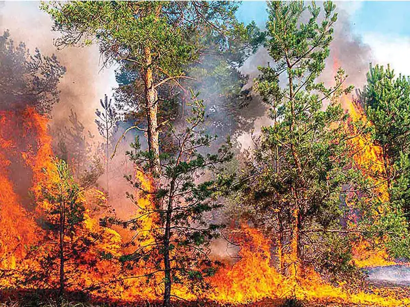 Los incendios marcan récord en devastación; sequía, calor… los intensificaron