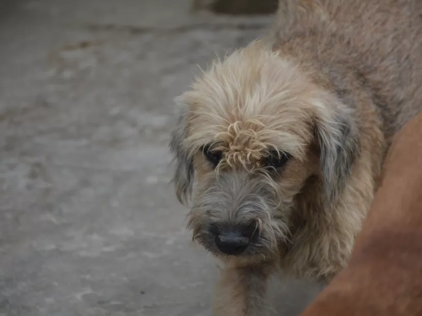 Aumentan las Denuncias por Maltrato Animal en Quintana Roo: Preocupante Panorama sin Sanciones Ejemplares