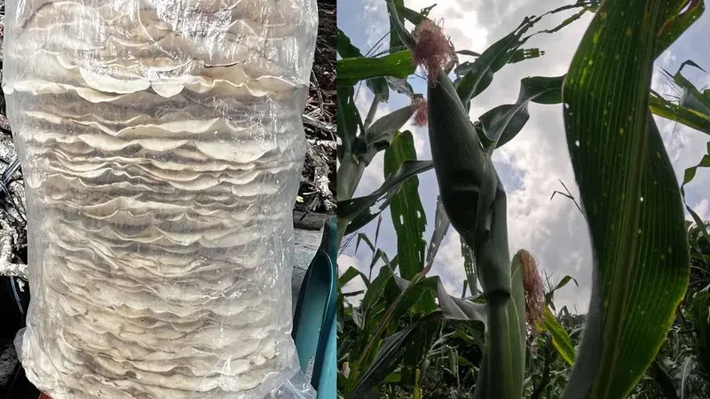 En las tortillas Tlayudas, se reflejan todos los males del campo mexicano