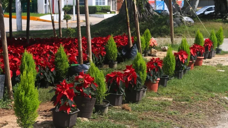 Viveros en Cancún aumentan ventas de plantas para Navidad