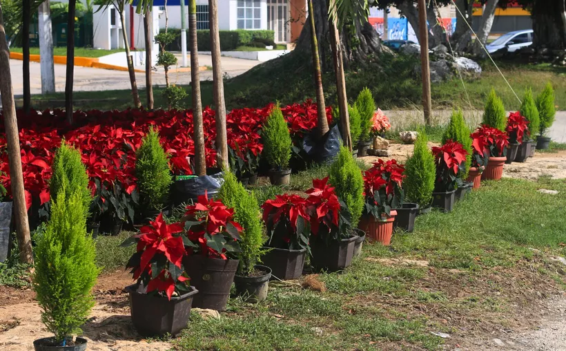 Viveros en Cancún aumentan ventas de plantas para Navidad