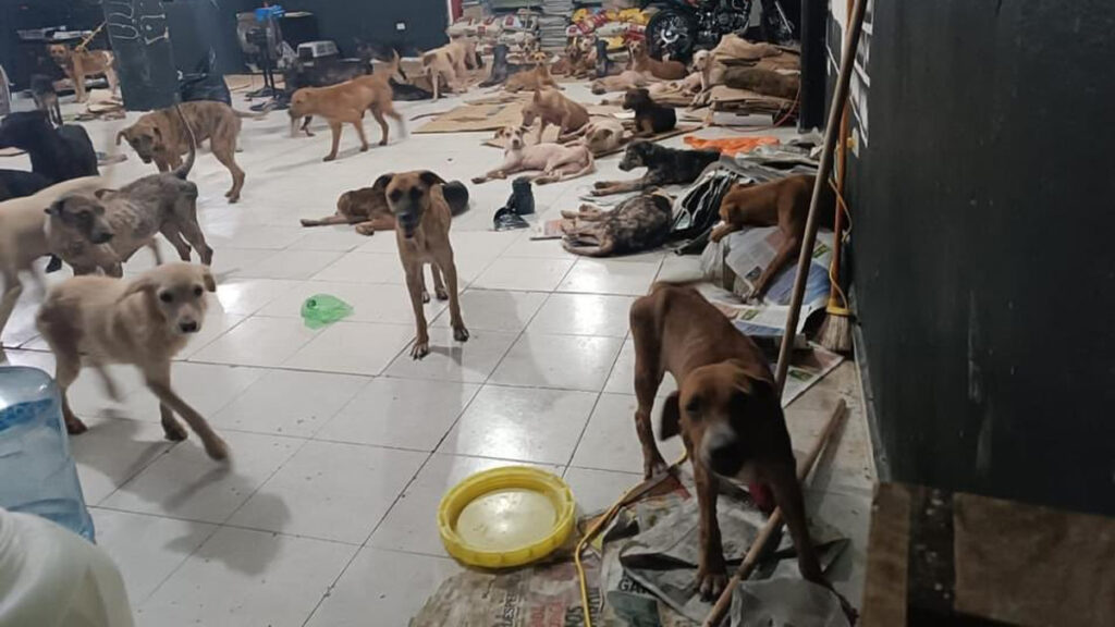 QUINTANA ROO HABILITA 15 REFUGIOS TEMPORALES CON ACCESO PARA MASCOTAS ANTE TEMPORADA DE HURACANES