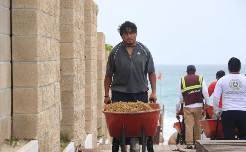 Infractores pagarán faltas administrativas con recoja de sargazo en Cancún