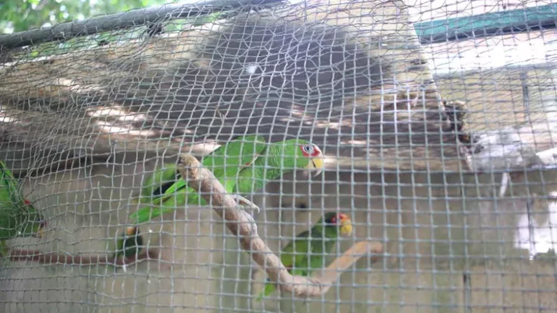 Aves endémicas, en peligro en el norte de Quintana Roo