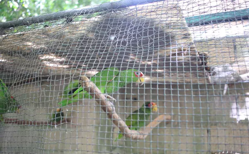 Aves endémicas, en peligro en el norte de Quintana Roo