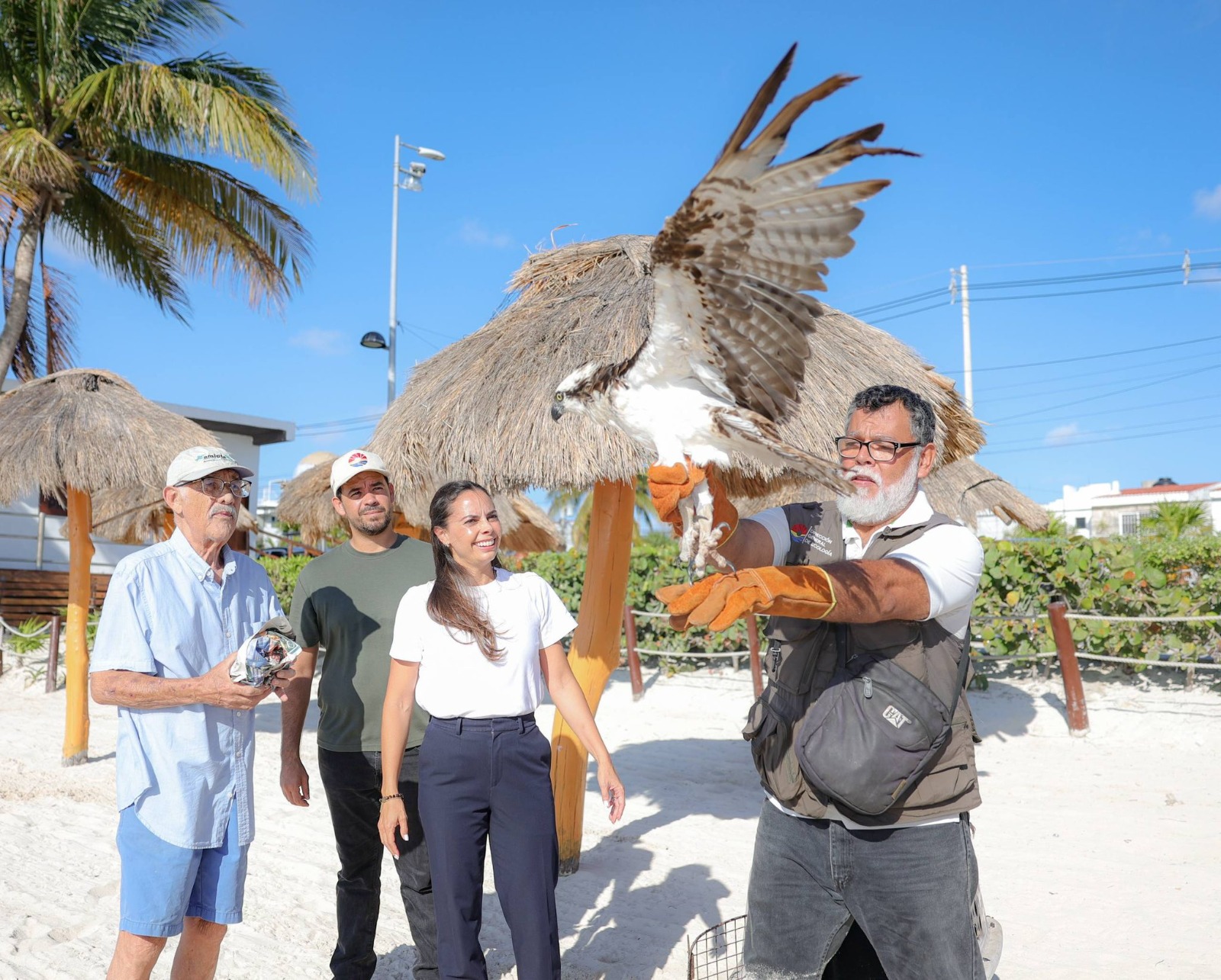 DEVUELVEN A SU HOGAR A ÁGUILA PESCADORA RESCATADA EN CANCÚN