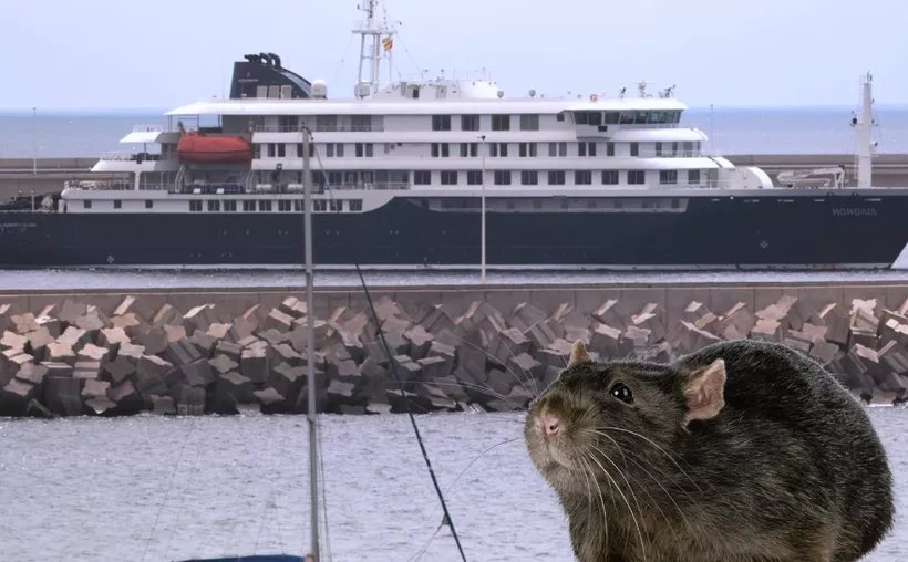 España confirma nuevo caso de hantavirus: viajó en el MV Hondius