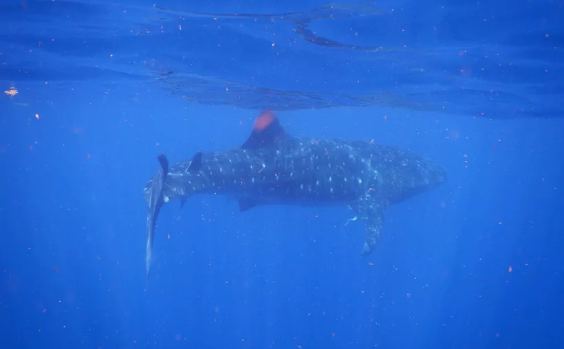 Alistan permisos para la temporada de tiburón ballena en Quintana Roo
